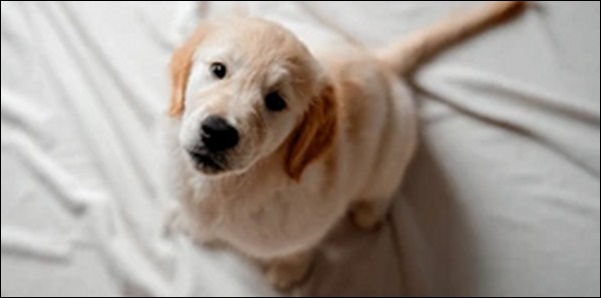 1ヶ月の犬のしつけのコツ11選!無理な指示より信頼関係を築くべし