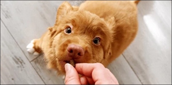 1歳の犬のしつけのコツ15選!正しいタイミングでしつけを行うべし