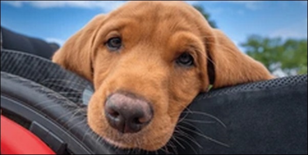 2ヶ月の犬のしつけのコツ10選!犬の集中力や反応を考慮すべし