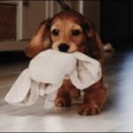 2歳の犬のしつけのコツ11選!犬の個性に合わせた方法で進めるべし