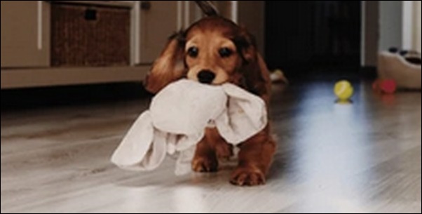 2歳の犬のしつけのコツ11選!犬の個性に合わせた方法で進めるべし