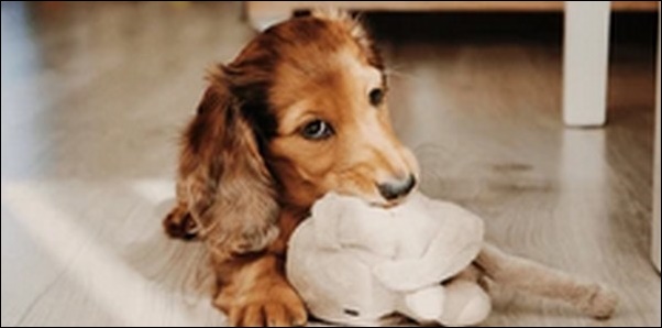 3歳の犬のしつけのコツ11選!しっかりと一貫したしつけを行うべし