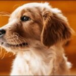 4ヶ月の犬のしつけのコツ10選！犬に合った方法で進めるのが大切