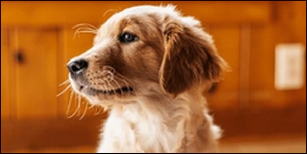 4ヶ月の犬のしつけのコツ10選!犬に合った方法で進めるのが大切