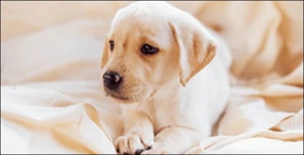 4歳の犬のしつけのコツ10選!犬の性格や過去の経験を反映させよう