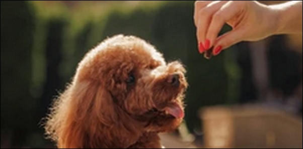 5ヶ月の犬のしつけのコツ10選!タイミングや褒め方に工夫が必要