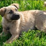 5歳の犬のしつけのコツ12選!時間をかけて根気強く行うことが大切
