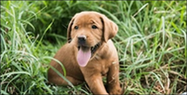 6ヶ月の犬のしつけのコツ11選!犬の成長段階に合った実践が重要