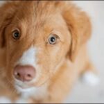 6歳の犬のしつけのコツ11選!年齢に合った方法を選ぶことが大切