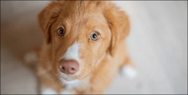 6歳の犬のしつけのコツ11選!年齢に合った方法を選ぶことが大切