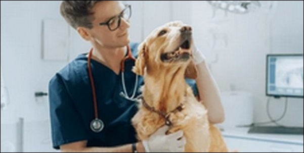 犬のしつけの動物行動学者からの助言のメリットとデメリットを解説!
