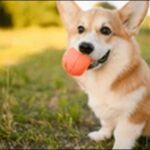 ボール遊びのしつけのコツ11選!犬と楽しく遊びたい飼い主は必見