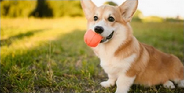 ボール遊びのしつけのコツ11選!犬と楽しく遊びたい飼い主は必見