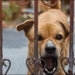 吠える犬のしつけ方13選!人に吠える悪いクセで悩む飼い主必見