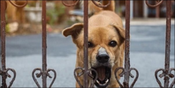 吠える犬のしつけ方13選!人に吠える悪いクセで悩む飼い主必見