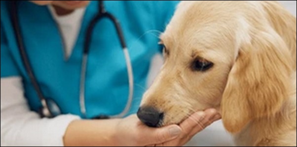 犬のしつけの行動療法士からの助言のメリットとデメリットを解説!