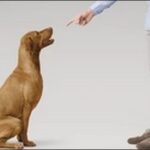 犬を怒鳴るしつけがNGの理由12選!ポジティブな強化を重視すべし