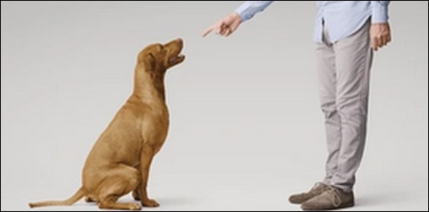 犬を怒鳴るしつけがNGの理由12選!ポジティブな強化を重視すべし