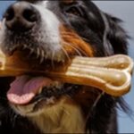 犬のしつけは英語と日本語のどちらが良い?メリットデメリットを解説