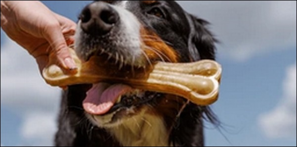 噛む犬のしつけ方法15選!まず犬が飼い主を噛む理由すべきです。