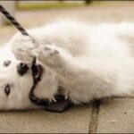 リードを噛む犬のしつけのコツ12選!噛む理由を知ることが大切