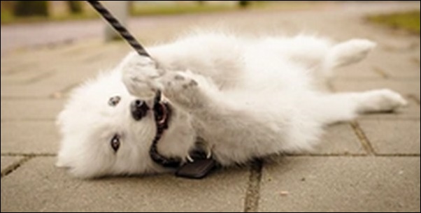 リードを噛む犬のしつけのコツ12選!噛む理由を知ることが大切