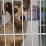 犬の預かりしつけのメリットとデメリットを解説!日常的な悩みを解決
