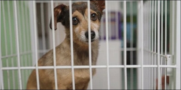 犬の預かりしつけのメリットとデメリットを解説!日常的な悩みを解決