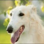 ボルゾイのしつけのコツ9選!しつけに適切な時期についても解説