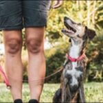 飼い主がボスになるコツ11選!リーダーシップを発揮した犬のしつけ
