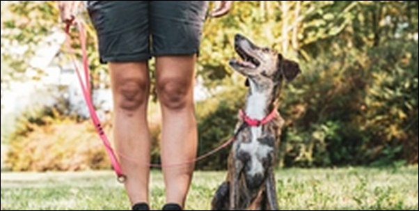 飼い主がボスになるコツ11選!リーダーシップを発揮した犬のしつけ