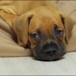 バーンのしつけのコツ12選!犬の一発芸の定番を教え込みたい人必見