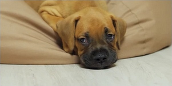 バーンのしつけのコツ12選!犬の一発芸の定番を教え込みたい人必見