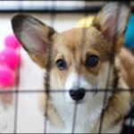 犬をケージで飼うメリットとデメリットは?結局ケージが必要かも解説