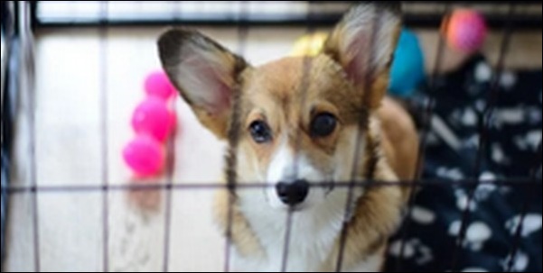 犬をケージで飼うメリットとデメリットは?結局ケージが必要かも解説