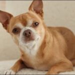 チワワのしつけチワワのしつけのコツ14選!犬の性格を検討すべし
