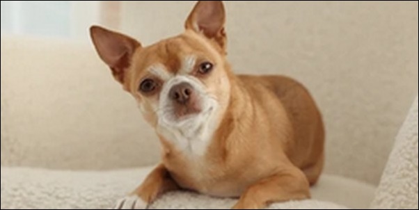 チワワのしつけのコツ14選!犬の性格を検討すべし