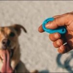クリッカートレーニングの犬のしつけ効果10選!注意点も解説します