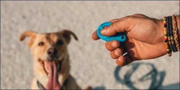 クリッカートレーニングの犬のしつけ効果10選!注意点も解説します