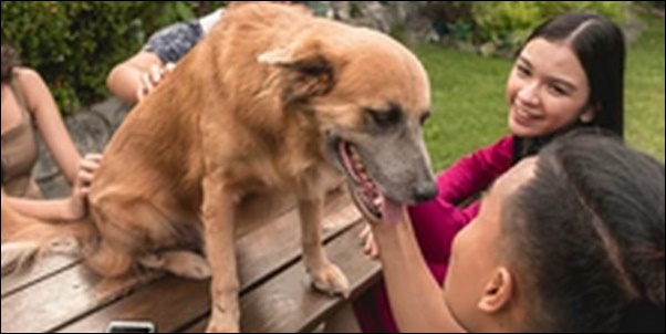 犬のしつけクラブ・サークル等のコミュニティのメリットとデメリット