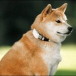 犬のしつけ用首輪のメリット10選!種類と特徴と注意点も解説