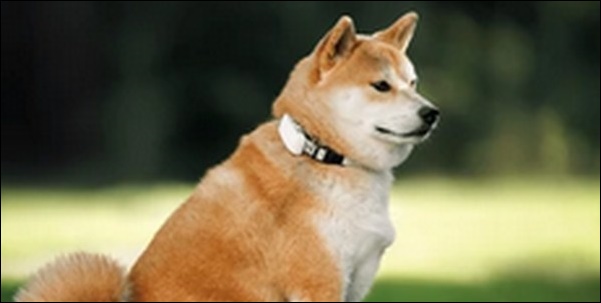 犬のしつけ用首輪のメリット10選!種類と特徴と注意点も解説