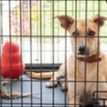 犬のしつけにクレートトレーニングが必要な理由7選!コツや期間も鍵