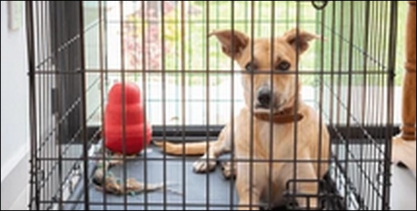 犬のしつけにクレートトレーニングが必要な理由7選!コツや期間も鍵