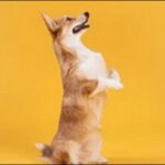 ご飯抜きは犬のしつけに有効?悪い事をした罰とすべきかを解説します