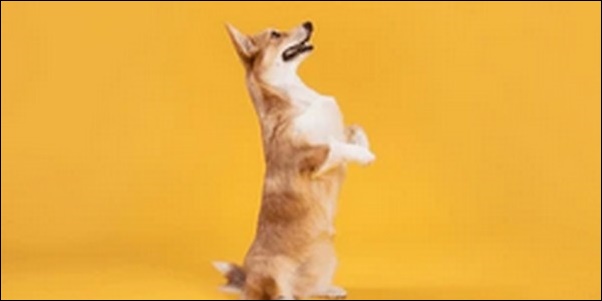 ご飯抜きは犬のしつけに有効?悪い事をした罰とすべきかを解説します