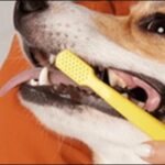犬の歯磨きのしつけのコツ9選!犬がストレスを感じないように注意