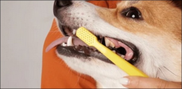 犬の歯磨きのしつけのコツ9選!犬がストレスを感じないように注意