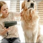 犬のドライヤーのかけ方のコツ11選!早く乾かす方法も解説します