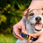 犬のしつけに電流首輪を使うべきか?メリットとデメリットも解説